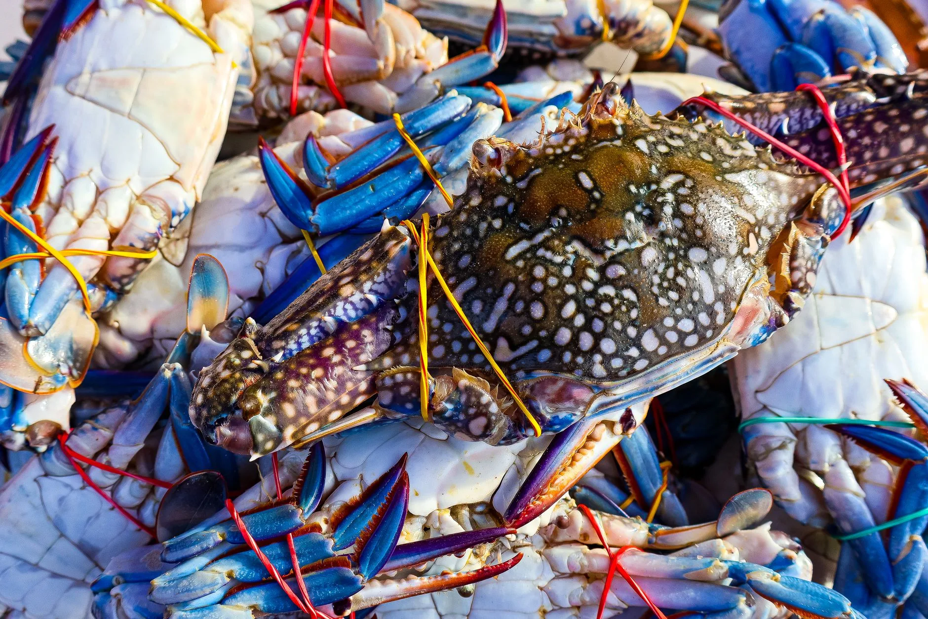 Où manger le crabe à Kep : le marché ou un restaurant ?