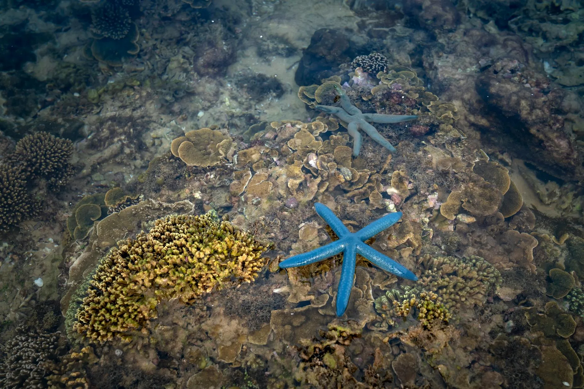 Snorkeling au Cambodge