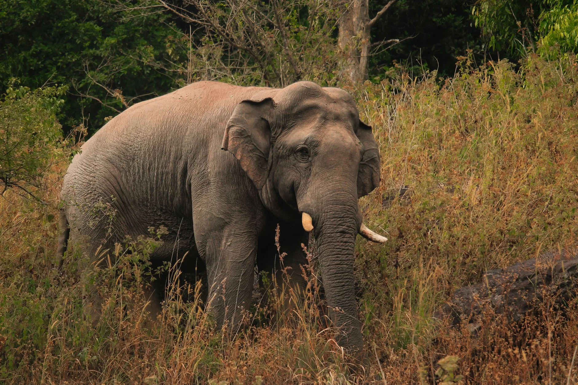 Mondulkiri : les hauts plateaux des éléphants